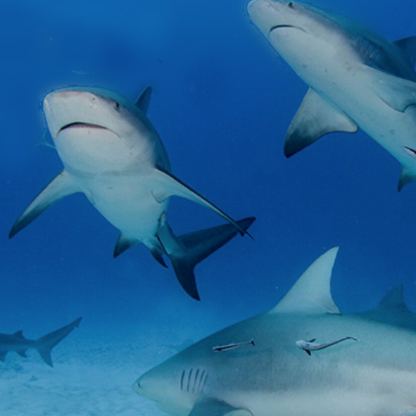 Buceo con el Tiburón Toro en Riviera Maya